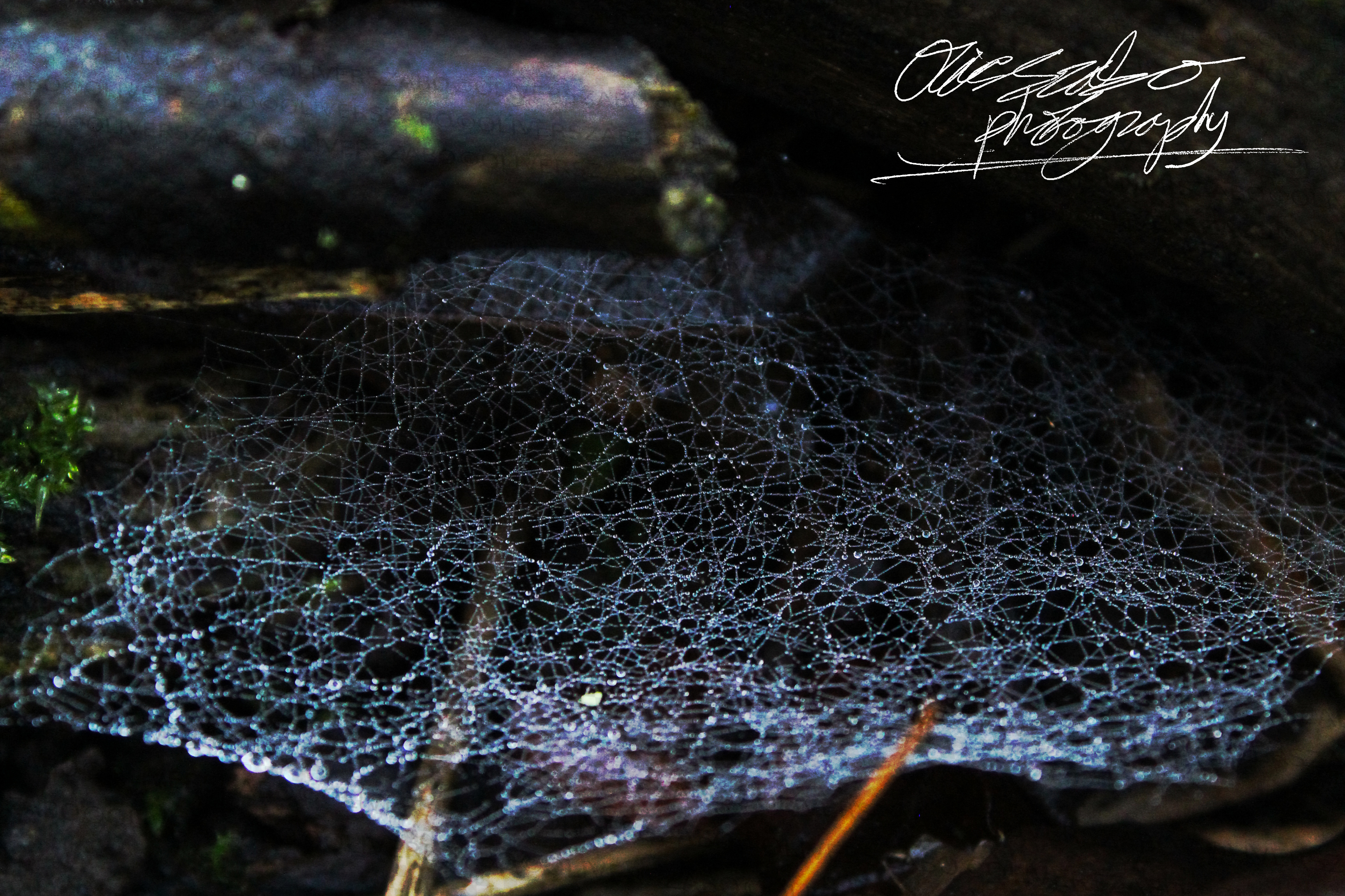 Cobweb